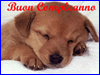Cartoline di compleanno